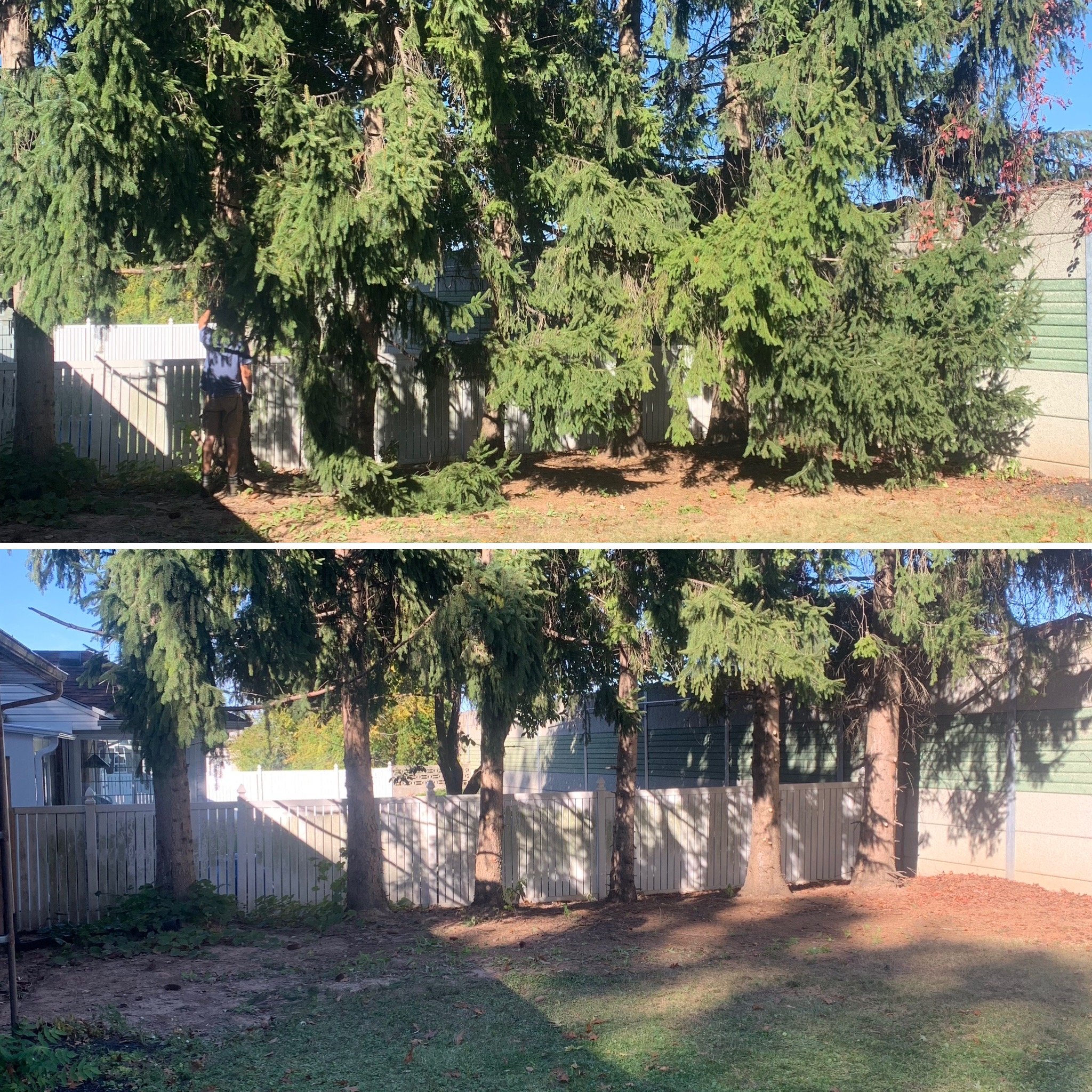 Tree trimming and removal